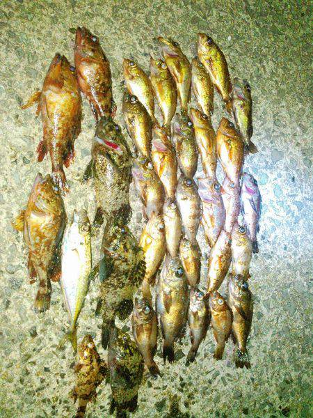 メバルげっとん